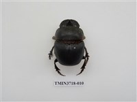 藏品(大黑糞金龜)的圖片